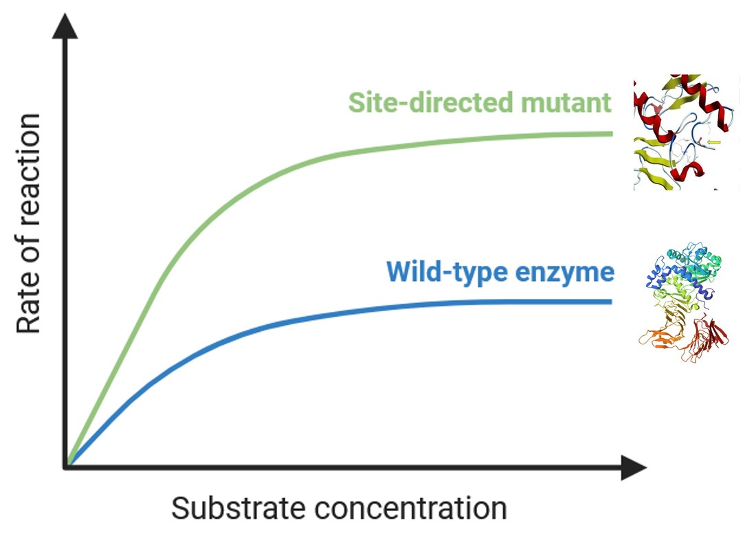 Rate of reaction of wild-type enzyme and site-directed mutagenesis variants