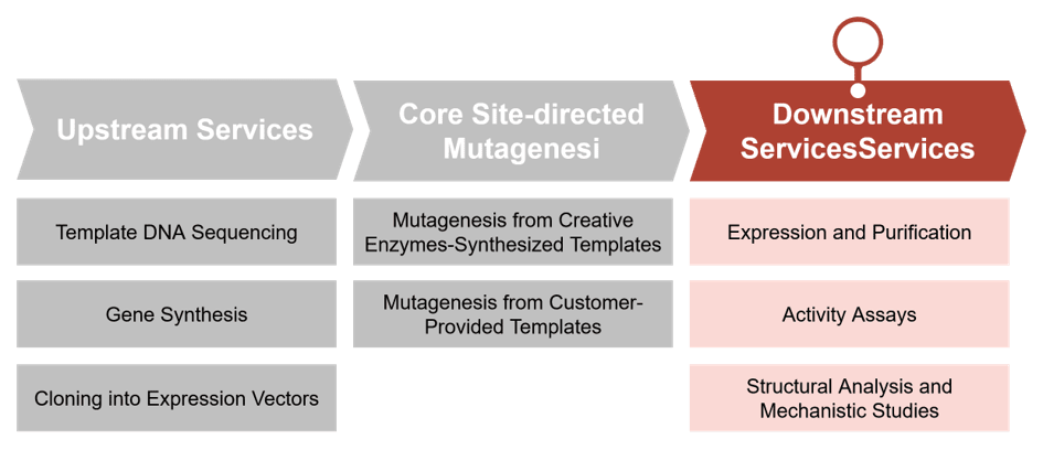 Step-by-step site-directed mutagenesis enzyme engineering services at Creative Enzymes