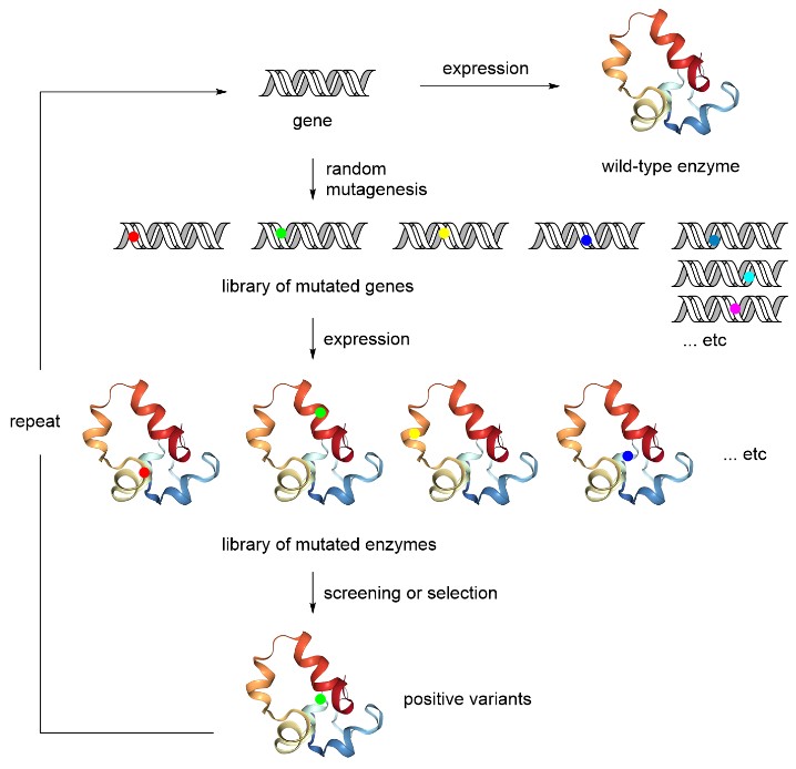Workflow of protein engineering by directed evolution