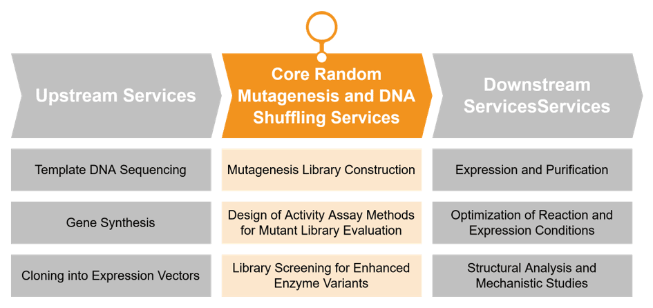 Core random mutagenesis and DNA shuffling services for enzyme engineering