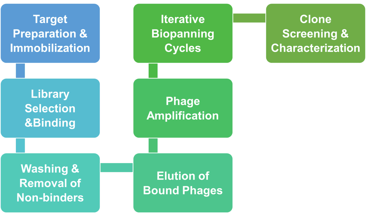 Workflow of phage display for enzyme engineering at Creative Enzymes