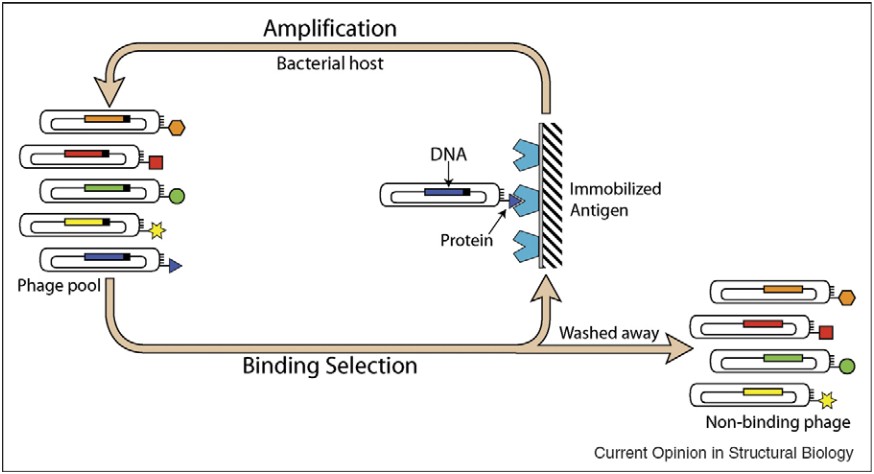 Illustration of the phage display cycle