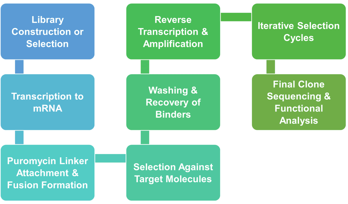 Workflow of mRNA display for enzyme engineering at Creative Enzymes