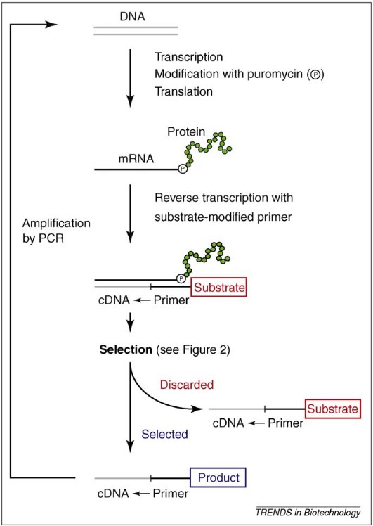 General scheme of mRNA display