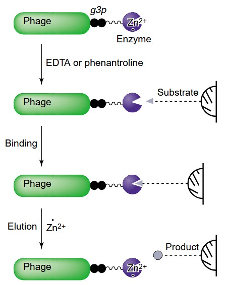 Using phage display as a tool for the directed evolution of enzymes