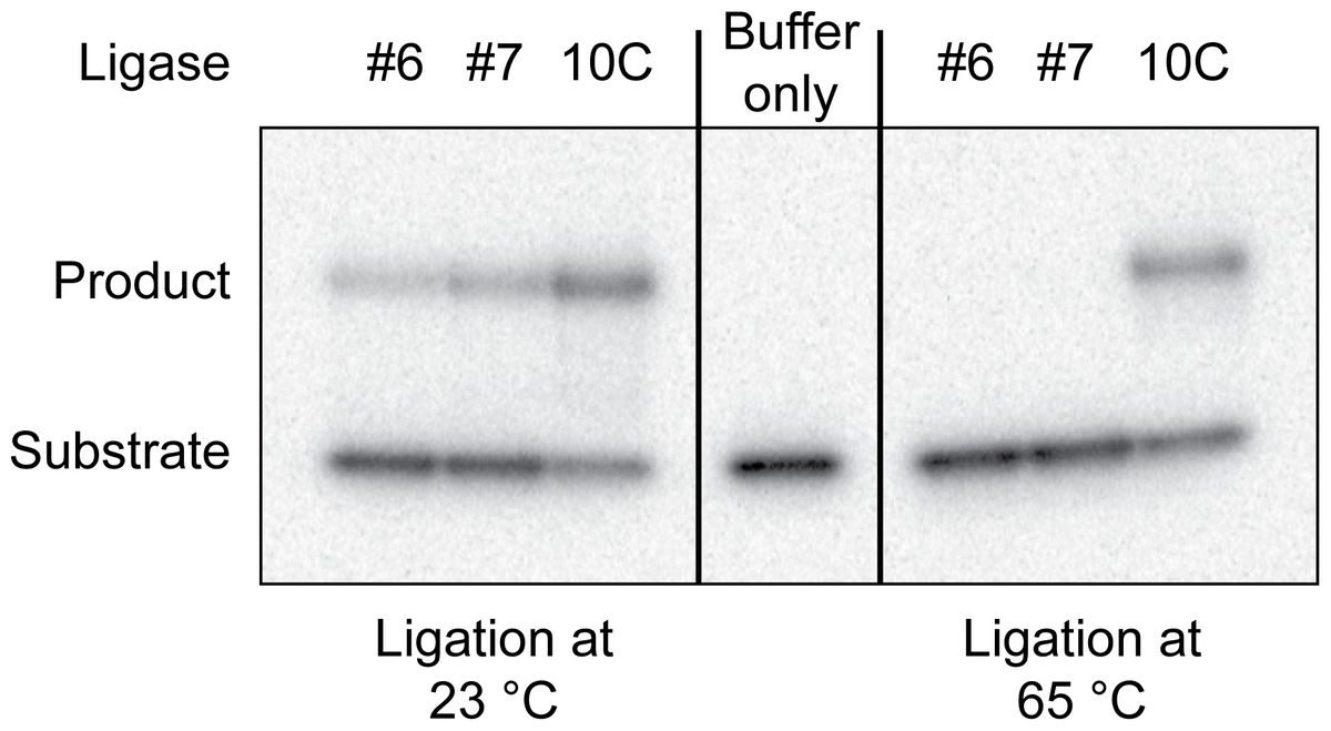 Isolating thermostable artificial enzymes by in vitro selection