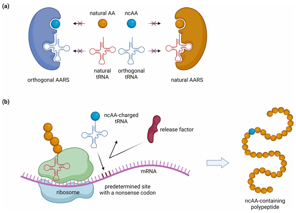 Noncanonical amino acid incorporation in animals and animal cells