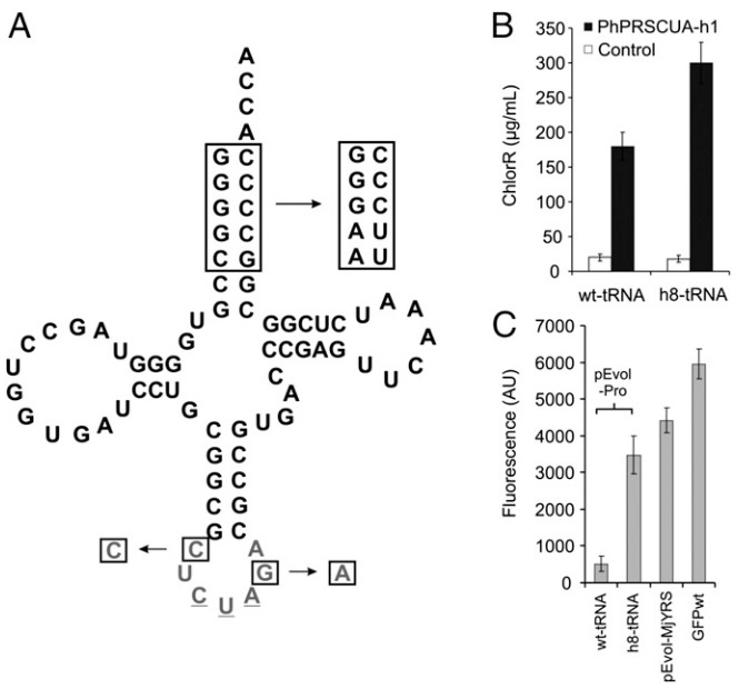 Evolution of multiple, mutually orthogonal prolyl-tRNA synthetase/tRNA pairs for unnatural amino acid mutagenesis in Escherichia coli