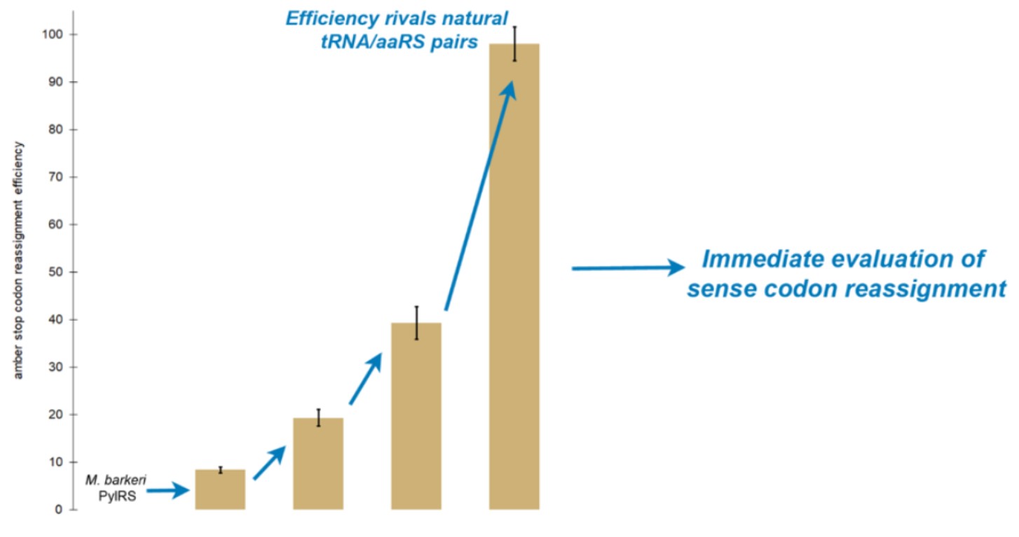 Directed evolution of the Methanosarcina barkeri pyrrolysyl tRNA/aminoacyl tRNA synthetase pair for rapid evaluation of sense codon reassignment potential
