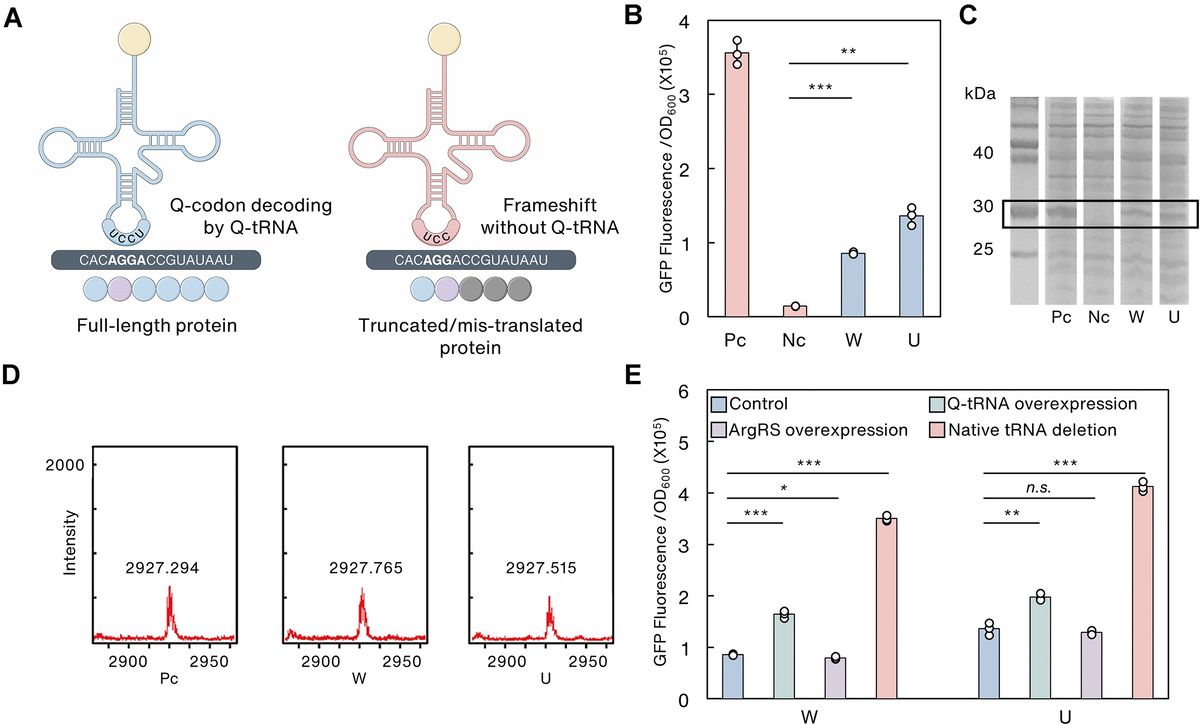 Quadruplet codon decoding-based versatile genetic biocontainment system