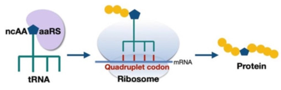 Scheme for the incorporation of quadruplet codons into proteins