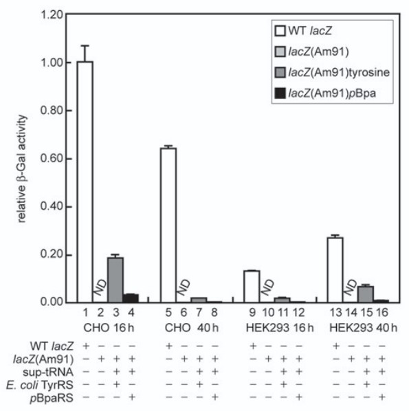 Site-specific incorporation of non-natural amino acids into proteins in mammalian cells with an expanded genetic code