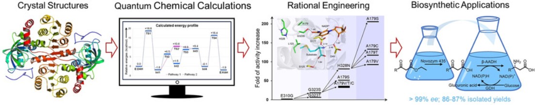 Crystal structures and catalytic mechanism of L-erythro-3,5-diaminohexanoate dehydrogenase for rational β-amino acid synthesis
