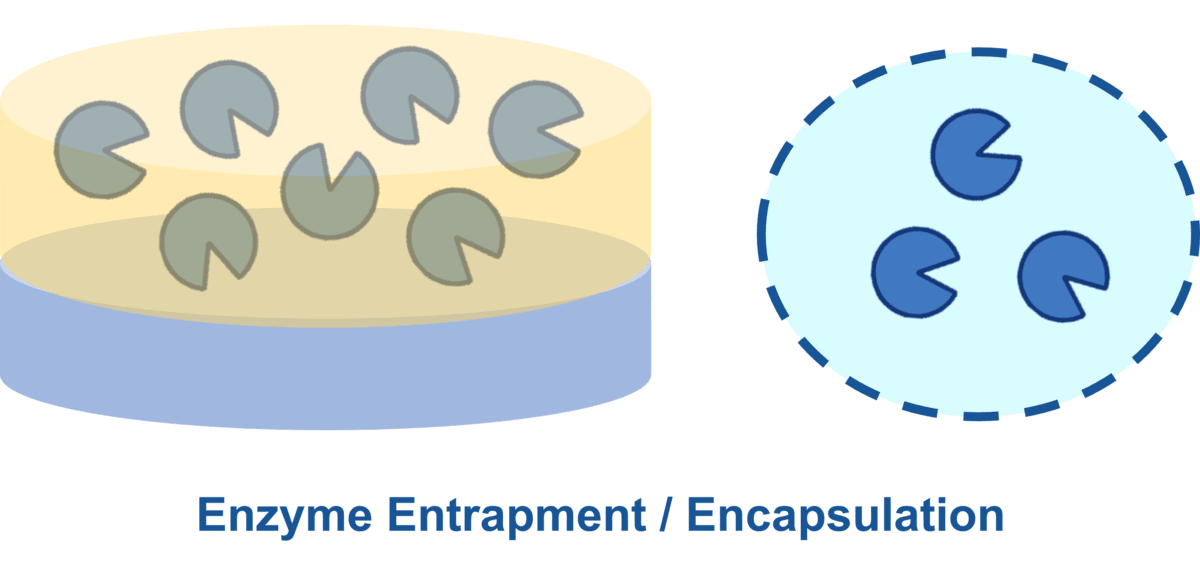 Creative Enzymesによる酵素カプセル化サービス