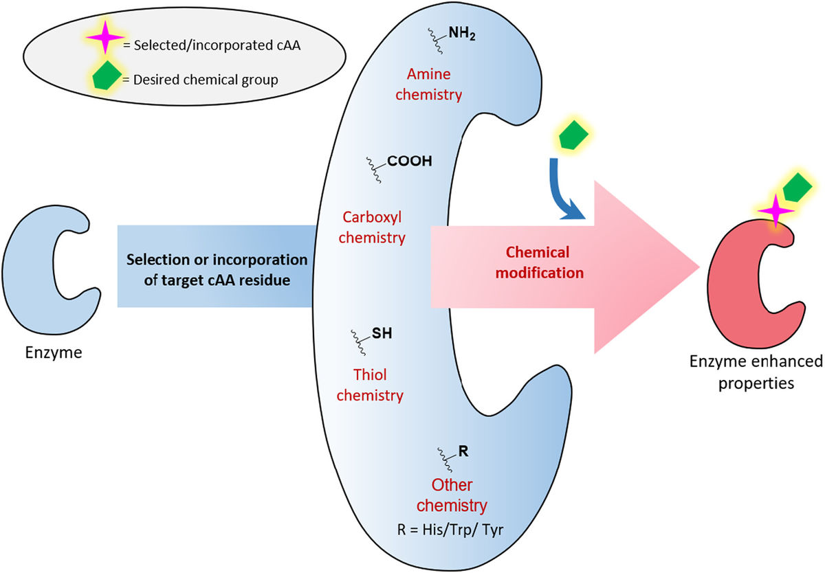 Enzyme chemical modification
