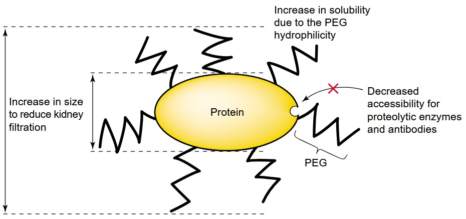 Advantages of PEGylated proteins: increased size and solubility, decreased accessibility
