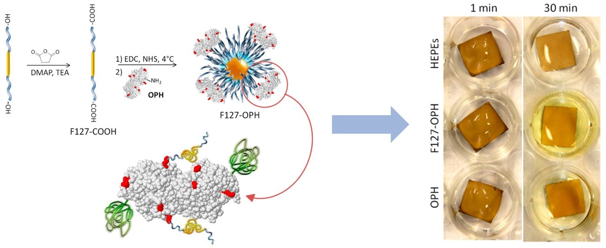 Enhancing enzyme stability by construction of polymer–enzyme conjugate micelles for decontamination of organophosphate agents