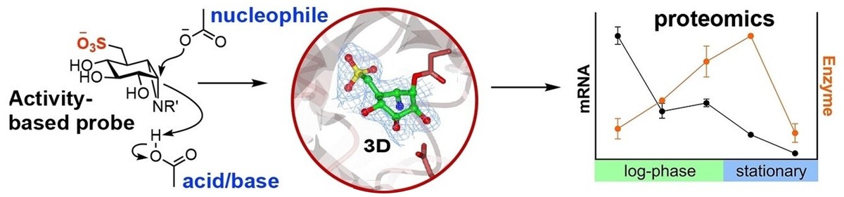 Detection of sulfoquinovosidase activity in cell lysates using activity‐based probes