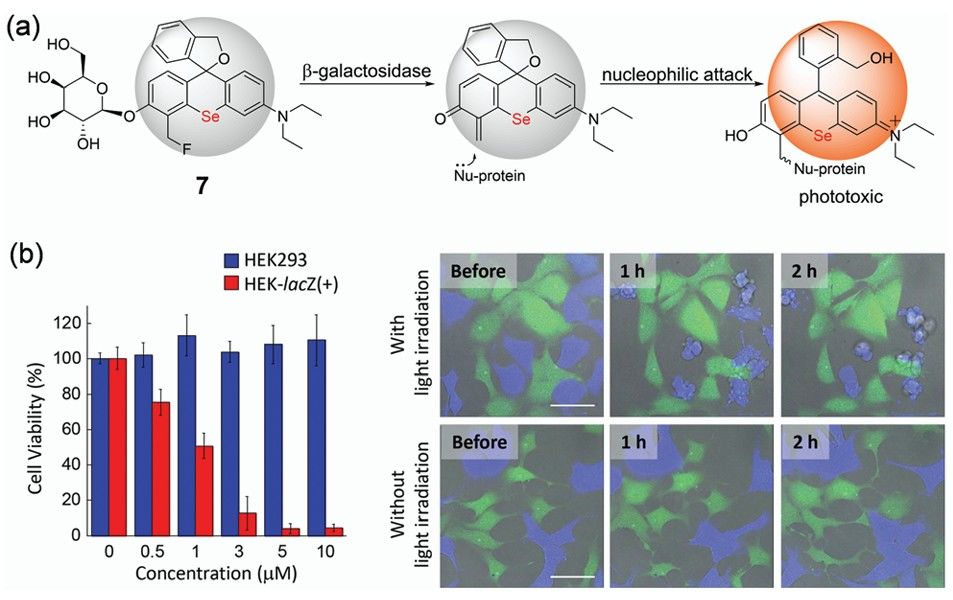Activatable fluorescent probes for in situ imaging of enzymes