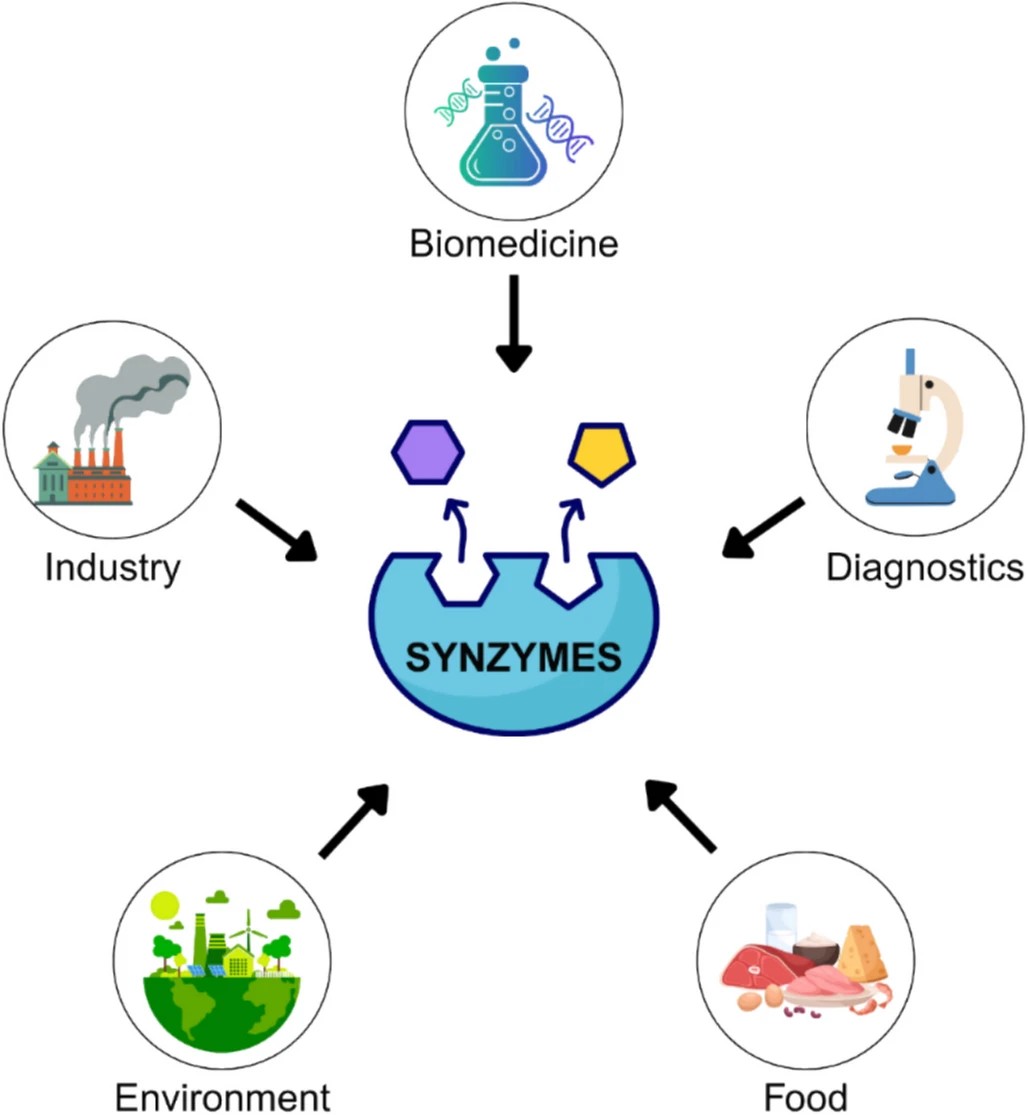 Synzyme applications include biomedicine, diagnostics, industry, food and the environment