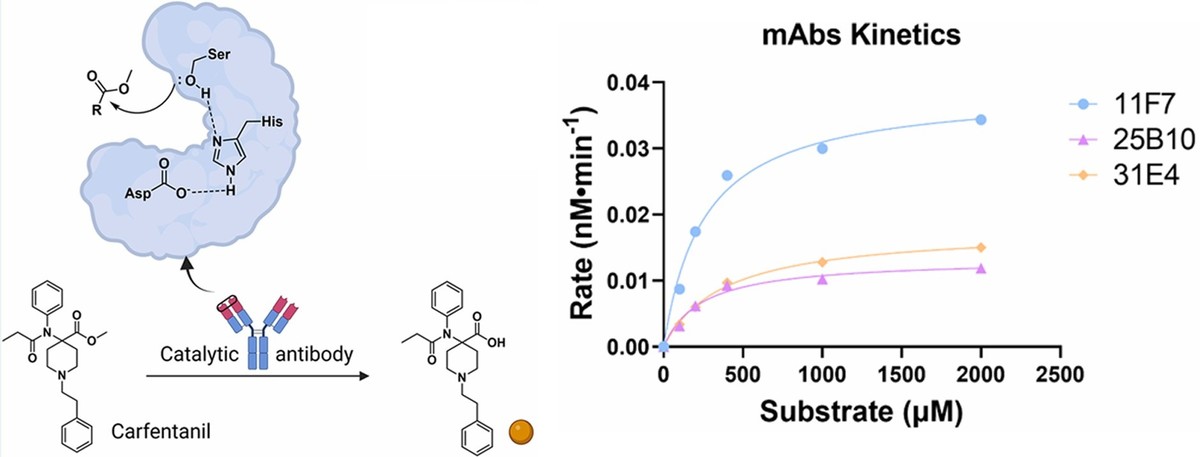 Catalytic antibody blunts carfentanil-induced respiratory depression