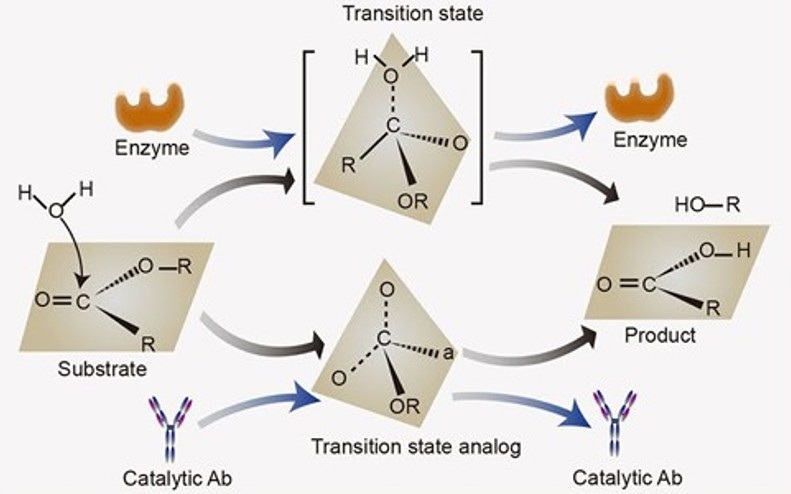 Design of an abzyme by transition-state analogue (TSA)