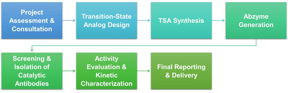 Workflow of abzymes (catalytic antibodies) services