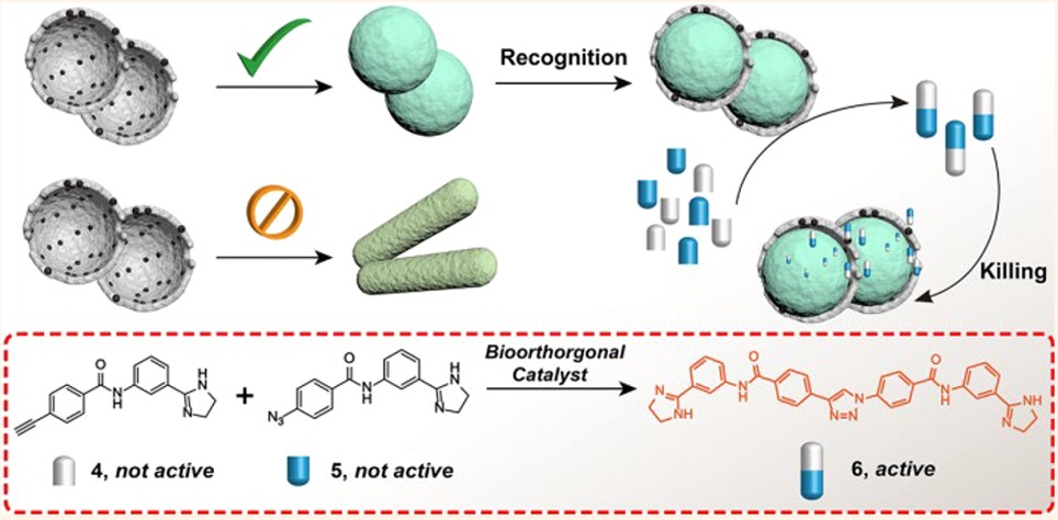 Antibody mimics as bio-orthogonal catalysts for highly selective bacterial recognition and antimicrobial therapy
