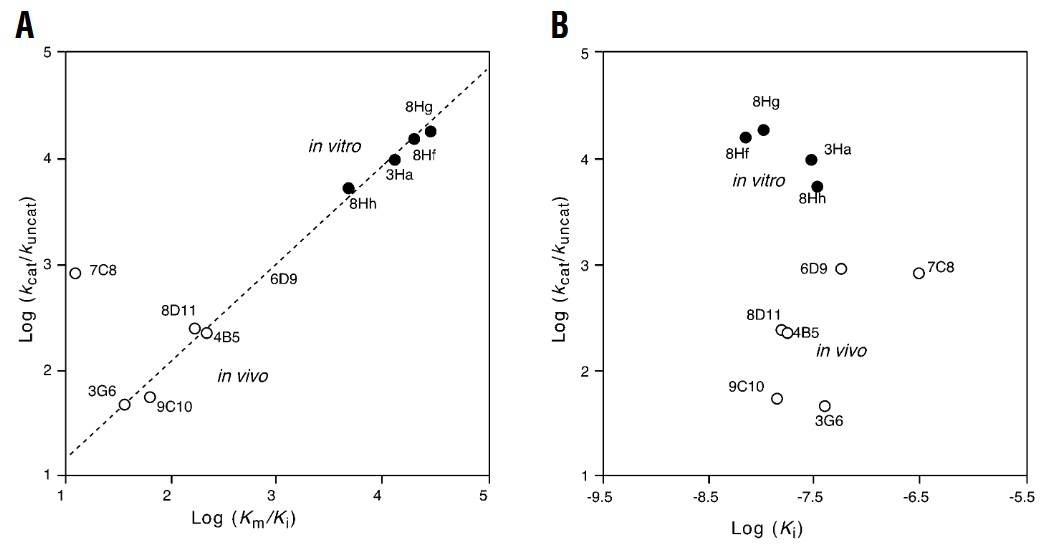In vitro abzyme evolution to optimize antibody recognition for catalysis