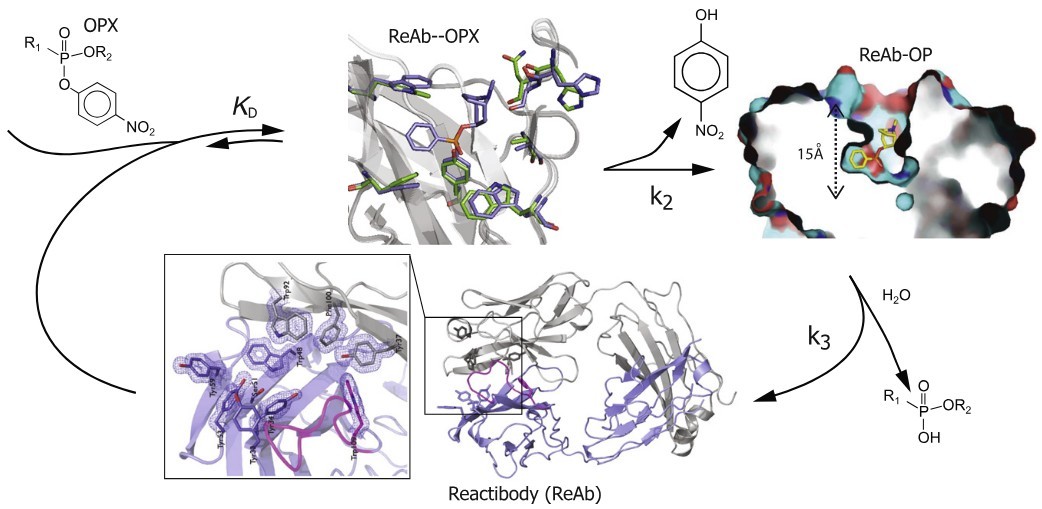 Strategies for the selection of catalytic antibodies against organophosphorus nerve agents