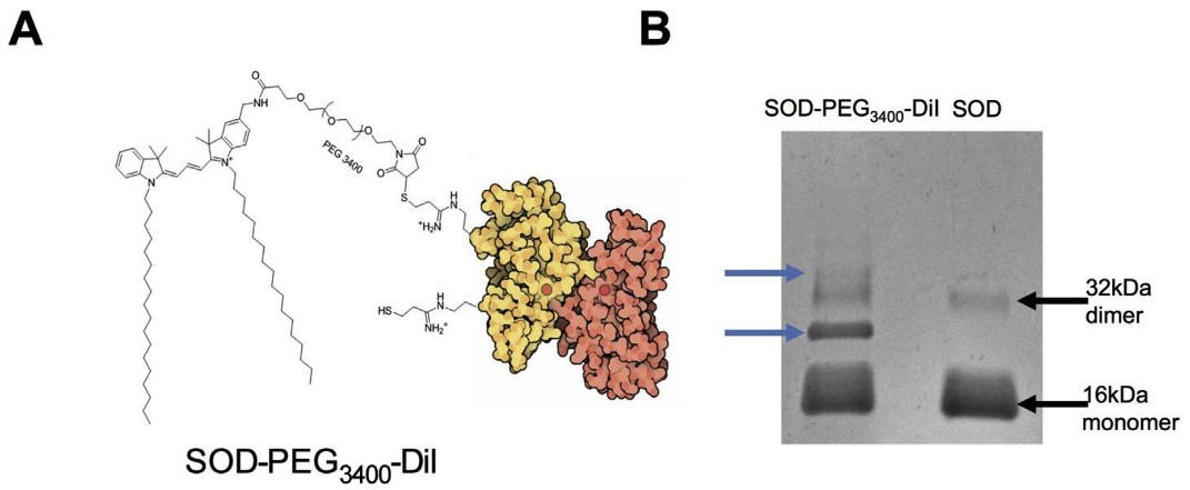 酵素、抗体、低分子を生体膜へ効率的に組み込むための疎水性インドカルボシアニンコンジュゲート