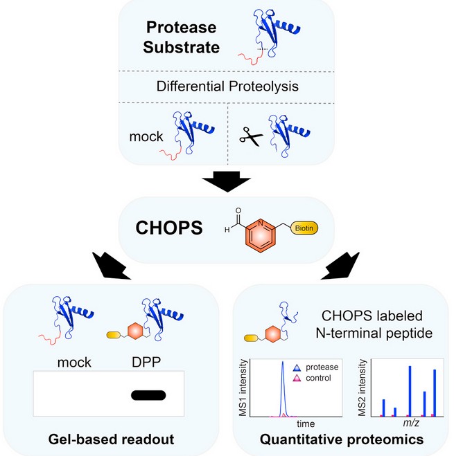 酵素基質プロファイリングのためのCHOPS（Chemical Enrichment of Protease Substrates）戦略の模式図