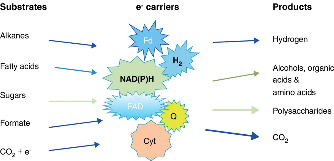 Examples and roles of cofactors