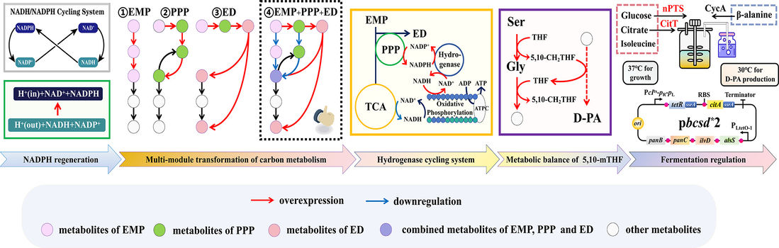 Cofactor engineering for enhanced redox balance