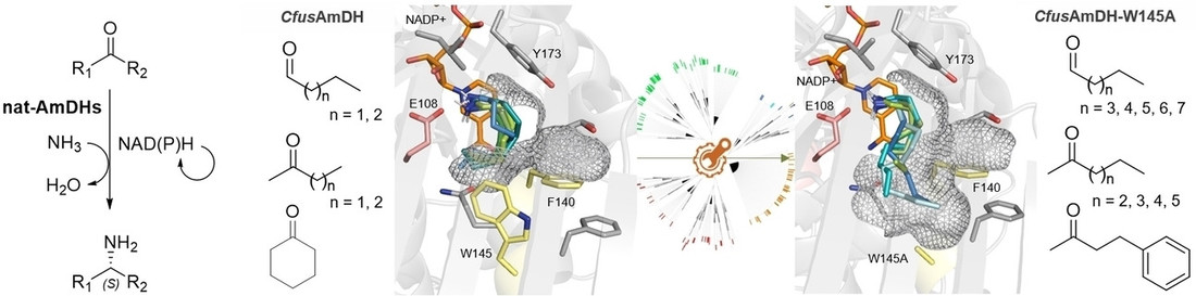 Expanding the substrate scope of native amine dehydrogenases through in silico structural exploration and targeted protein engineering