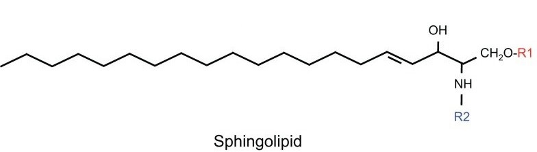 スフィンゴ脂質の構造：アミド結合した脂肪酸鎖と極性の頭部を持つ長鎖アミノアルコールの骨格から成る。