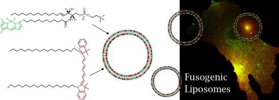 細胞膜を可視化する蛍光脂質の図。