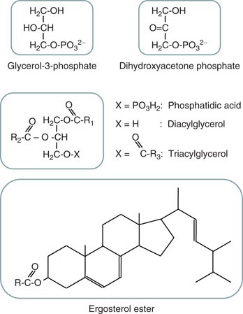 酵母中の中性脂質：グリセロール-3-リン酸、ジヒドロキシアセトンリン酸、エルゴステロールエステル。