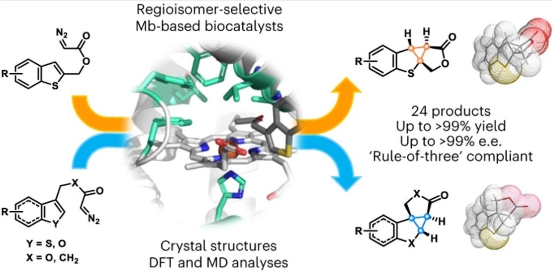 Regioisomer-selective Mb-based biocatalysts and crystal structures DFT and MD analyses