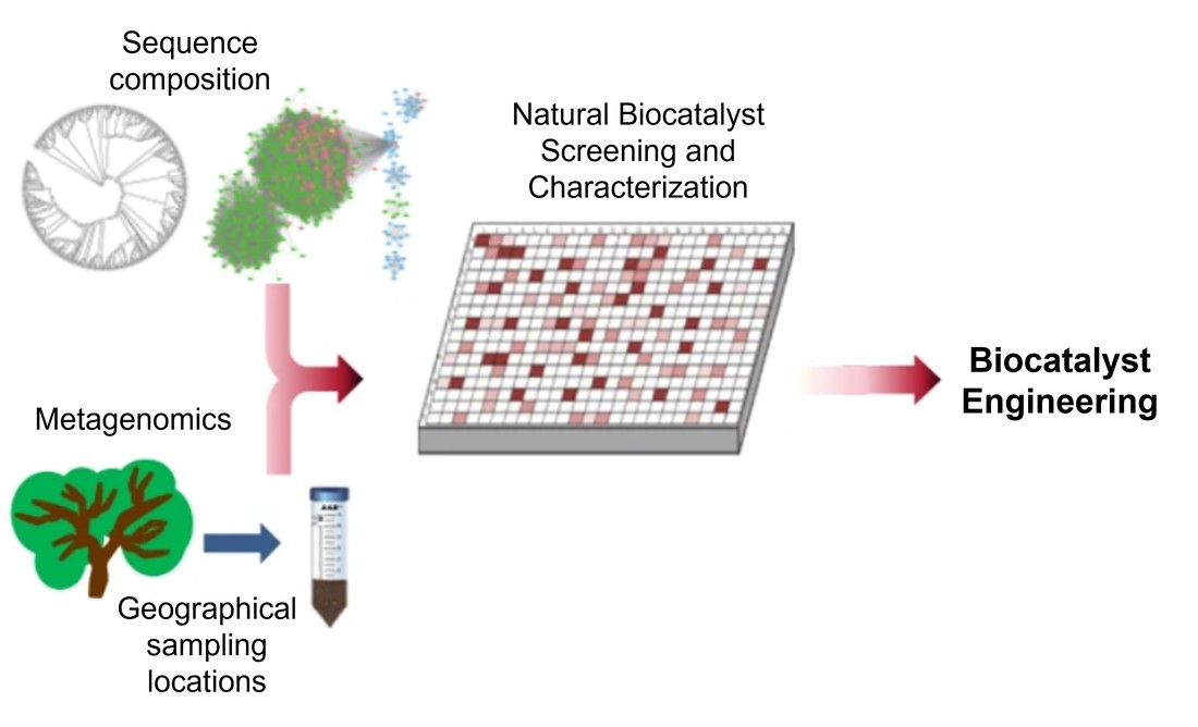 Natural biocatalyst sampling and screening