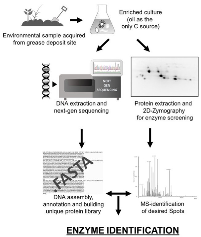 Functional metaproteomics as a tool to discover biocatalysts
