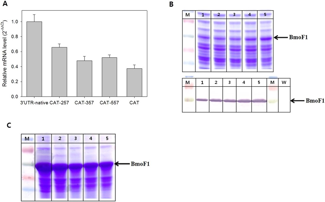 Effect of 3′UTRCAT on expression of the bmoF1