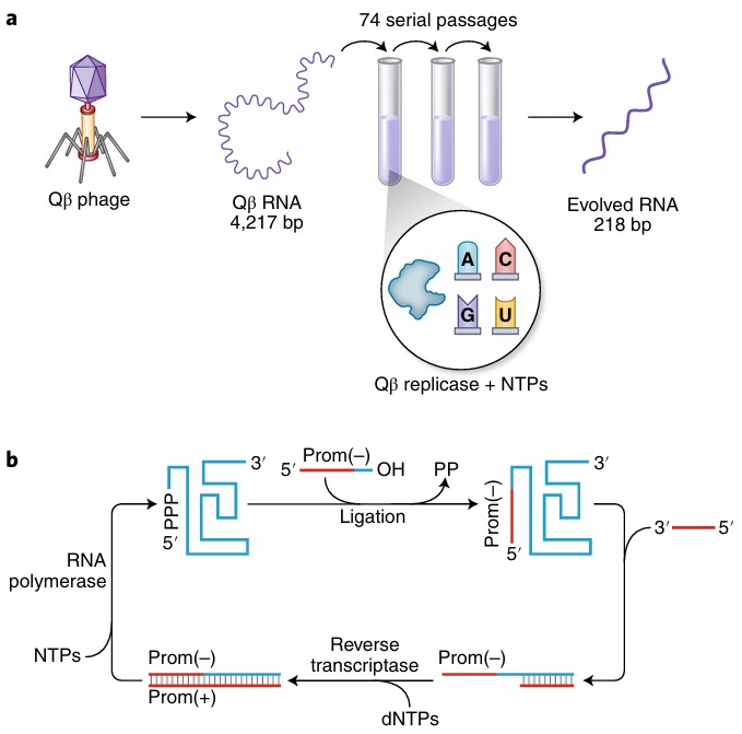 Early in vivo continuous evolution systems