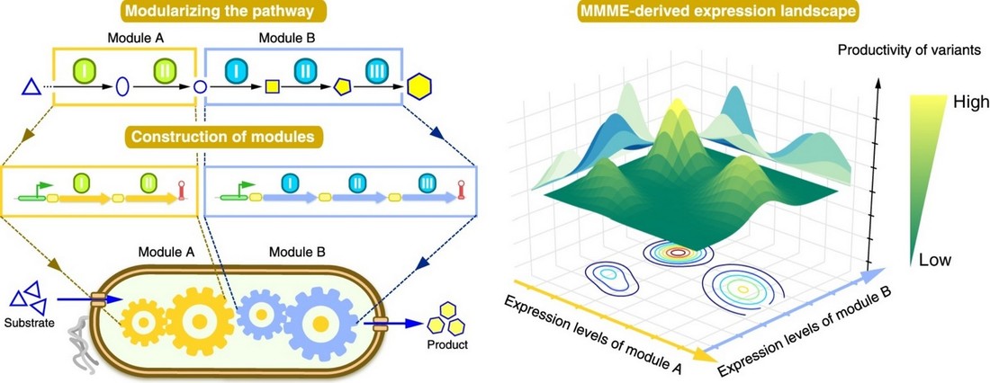 A novel approach to metabolic pathway and strain optimization called multivariate modular metabolic engineering (MMME)