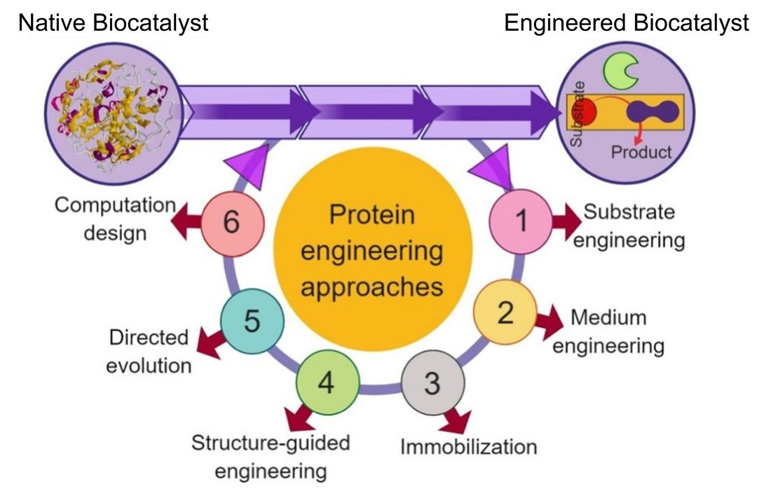 From native biocatalyst to engineered biocatalyst: substrate engineering, medium engineering, immobilization, structure-guided engineering, directed evolution, and computation design
