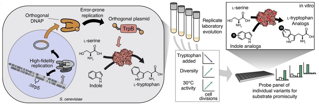 OrthoRep-mediated continuous in vivo evolution of TmTrpB to generate many diverse, functional variants