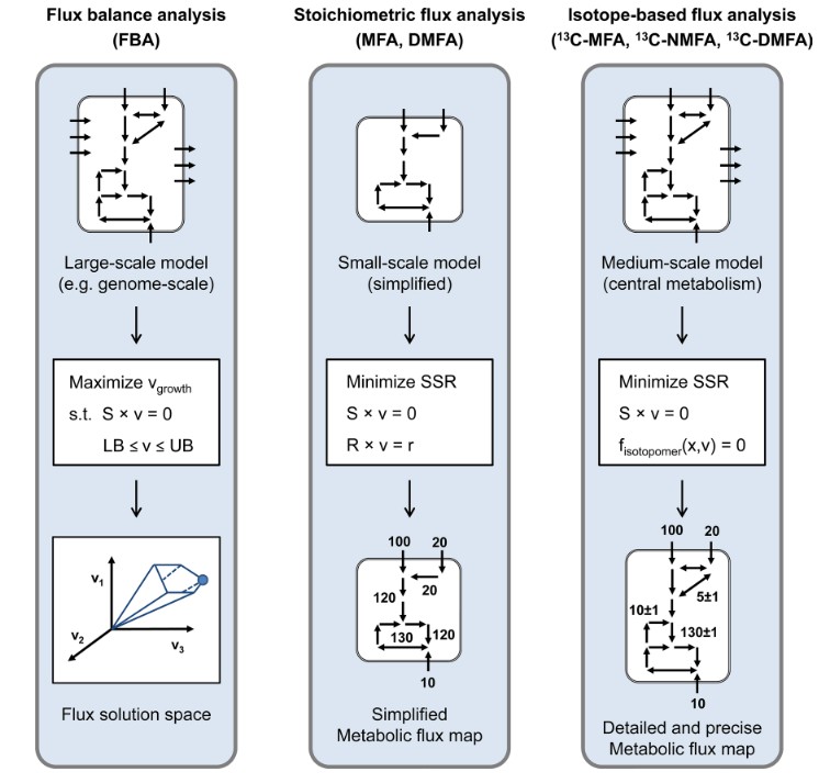 Flux analysis approaches: Flux balance analysis, stoichiometric flux analysis, and isotope-based flux analysis