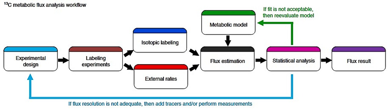 High-resolution 13C metabolic flux analysis