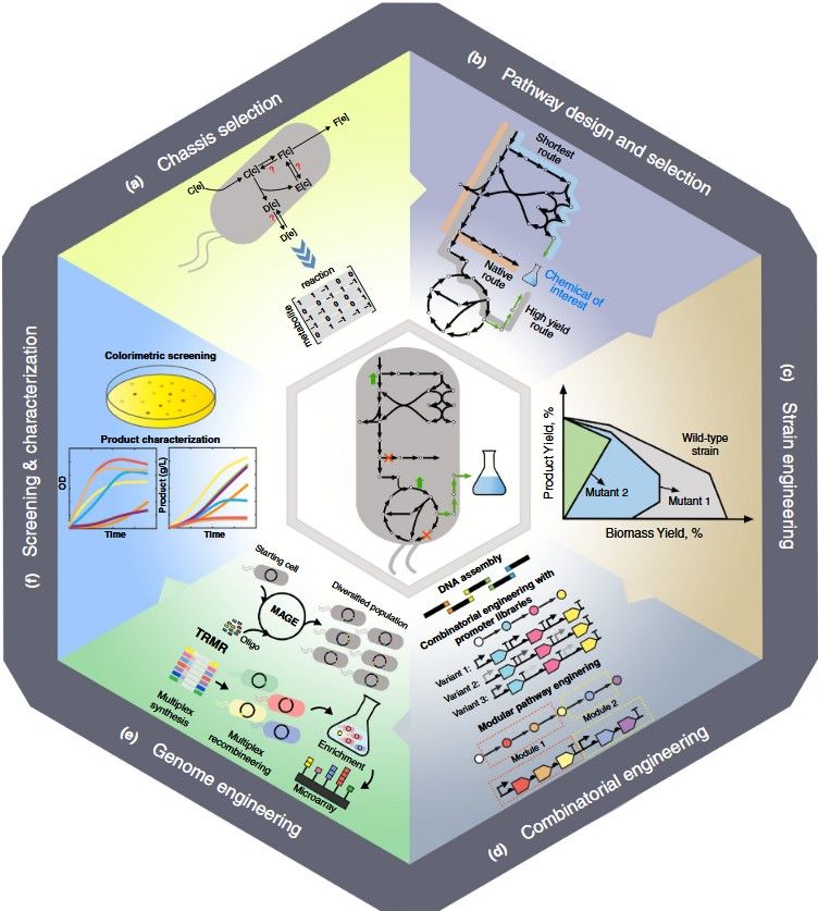 Computational and experimental techniques for strain development and pathway engineering: chassis section, pathway design and selection, strain engineering, combinatorial engineering, genome engineering, and screening & characterization