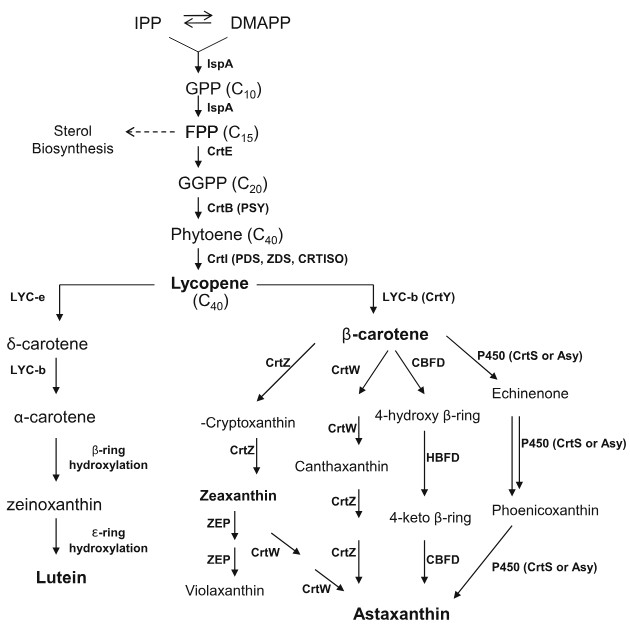 Pathway engineering strategies for production of beneficial carotenoids in microbial hosts